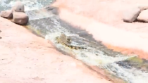 Thumbnail for Gator water slide