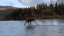 Thumbnail for Moose Jesus still alive because he spawned in Alaska