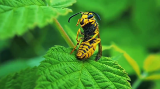 Thumbnail for Wasp Sitting on a Leaf