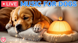 Thumbnail for 24/7 Psychological stability music for anxious dogs｜Separation Anxiety Music & Stress Relief Music | Sweet Pet Music